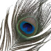 Щекоталка LOCKINK SEVANDA Natural Peacock Flirting Feather Tickler, перо павлина - Фото №6